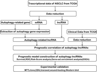 An autophagy-associated lncRNAs model for predicting the survival in non-small cell lung cancer patients